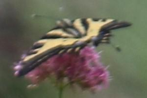 Réf. 212 343 : Papilio alexanor